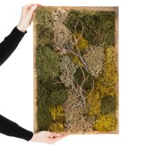Produkt Obraz z mchu, prawdziwy zakonserwowany mech i gałązki, naturalny, 60×40cm