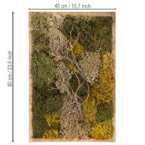 Produkt Obraz z mchu, prawdziwy zakonserwowany mech i gałązki, naturalny, 60×40cm