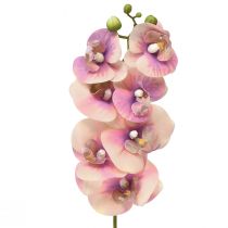 Produkt Storczyk Phalaenopsis sztuczny 7 kwiatów fioletowy kremowy 73cm