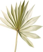 Produkt Palmspear Sun Naturalny Liść Palmowy Suszone Naturalna Dekoracja 30 szt