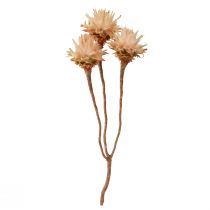 Produkt Leucospermum Plumosum Silver Tree Blossoms Jasny 25 szt