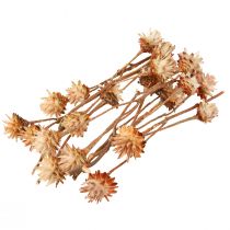 Produkt Leucospermum Plumosum Silver Tree Blossoms Jasny 25 szt