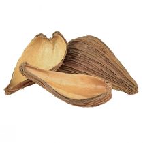 Produkt Strąki owoców i nasion Pradeep Pods 9-12 cm naturalne 50 sztuk