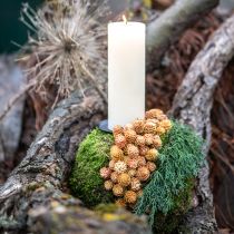 Produkt Salignum jasne 4-6 kwiatów na gałązce Leucadendron 100 sztuk