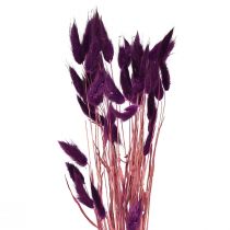 Produkt Aksamitna Trawa Fioletowa, Trawa Króliczego Ogona, Lagurus L18-50cm 25g