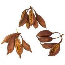 Produkt Dekoracja sucha Brachyciton naturalny drzewko butelkowe 5-10cm 1kg