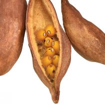 Produkt Dekoracja sucha Brachyciton naturalny drzewko butelkowe 5-10cm 1kg
