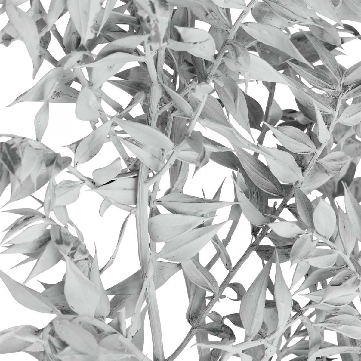 Gałązki ruszczyka, miotła rzeźnika, roślina suszona myta na biało L58cm 80g