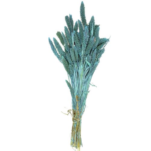 Produkt Kwiaty suszone, Setaria Pumila, proso niebieskie 65cm 200g