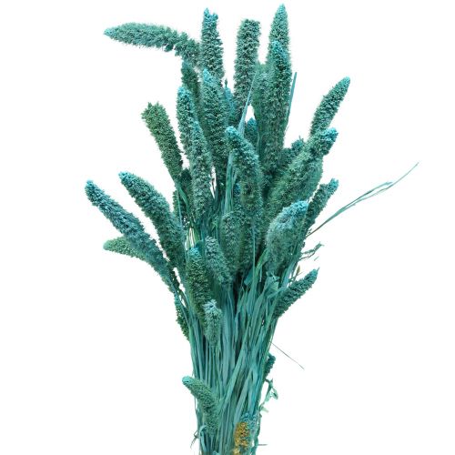 Floristik24 Kwiaty suszone, Setaria Pumila, proso niebieskie 65cm 200g