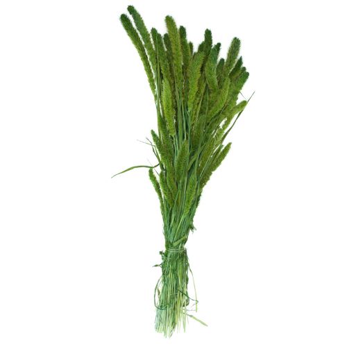 Produkt Kwiaty suszone, Setaria Pumila, szczecina prosa zielonego 75cm 170g