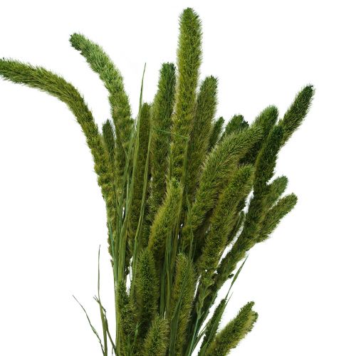 Produkt Kwiaty suszone, Setaria Pumila, szczecina prosa zielonego 75cm 170g