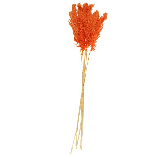 Floristik24 Dekoracja z trawy pampasowej suszona pomarańcza sucha florystyka 72cm 6 szt
