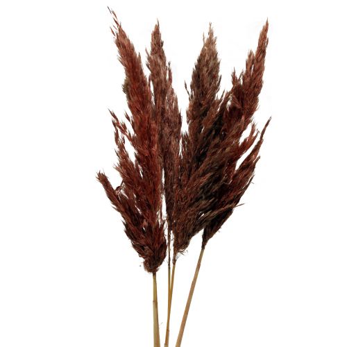 Floristik24 Dekoracja z trawy pampasowej suszona czerwono-brązowa sucha florystyka 70cm 6 szt