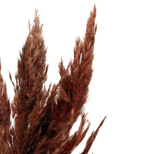 Floristik24 Dekoracja z trawy pampasowej suszona czerwono-brązowa sucha florystyka 70cm 6 szt