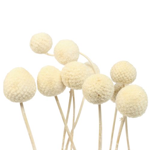 Floristik24 Kwiaty suszone Craspedia suszona, podudzia bielone 60cm 10 szt