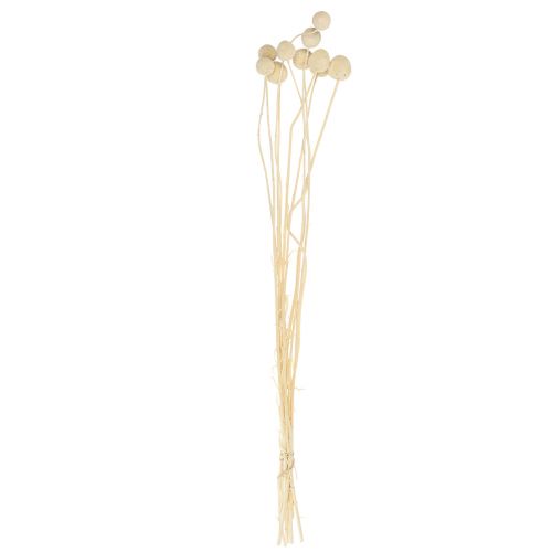 Floristik24 Kwiaty suszone Craspedia suszona, podudzia bielone 60cm 10 szt