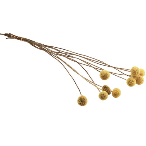 Produkt Craspedia Suszone Kwiaty Podudzia Żółte 70cm 10 szt