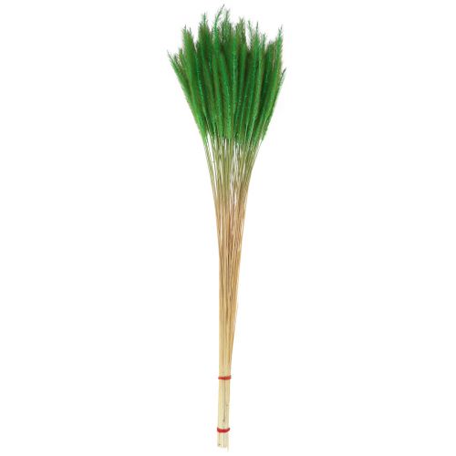 Produkt Proso zielone Setaria viridis sucha trawa 52cm 28g