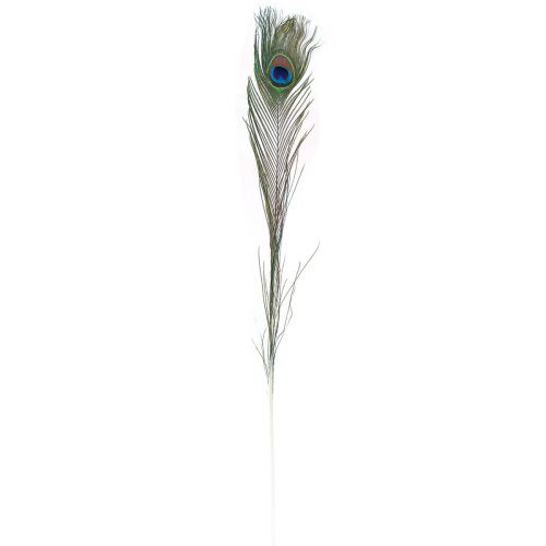 Floristik24 Pawie pióra ozdobne pióra do wyrobu ptasich piór W78cm 10 sztuk