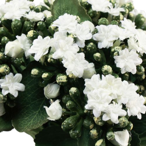 Produkt Sztuczne Kalanchoe Flaming Käthchen White 24cm