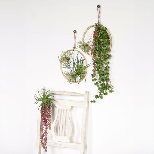 Produkt Sedum 'Rubin' roślina wisząca – dekoracyjna, łatwa w pielęgnacji sukulenta 43cm 3szt.