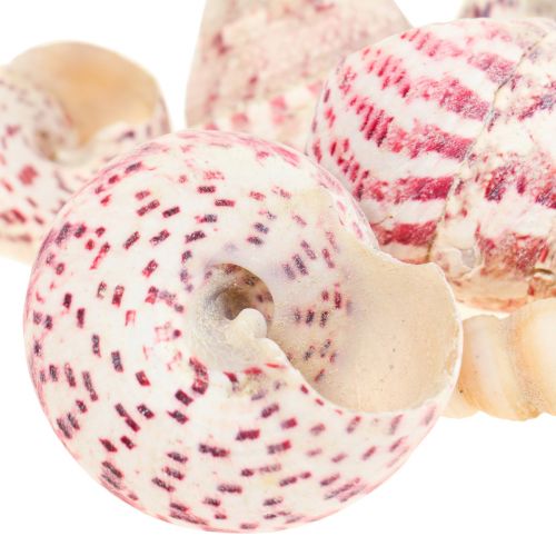 Floristik24 Dekoracja morska muszle ślimaków dekoracja różowa Trochus Maculatus 1100gr