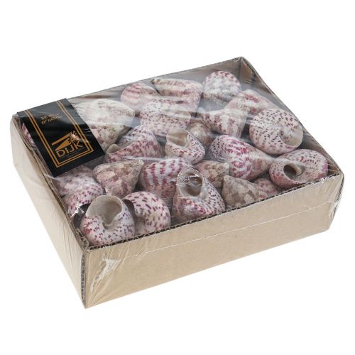 Floristik24 Dekoracja morska muszle ślimaków dekoracja różowa Trochus Maculatus 1100gr