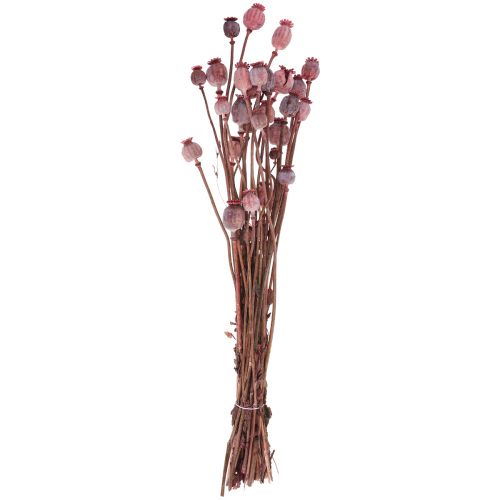 Floristik24 Suszone Kwiaty Suszone Kapelusze Makowe Deco Czerwone 80g