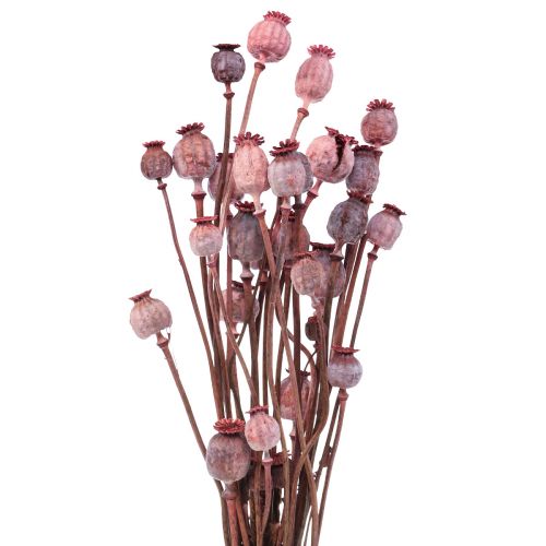 Floristik24 Suszone Kwiaty Suszone Kapelusze Makowe Deco Czerwone 80g