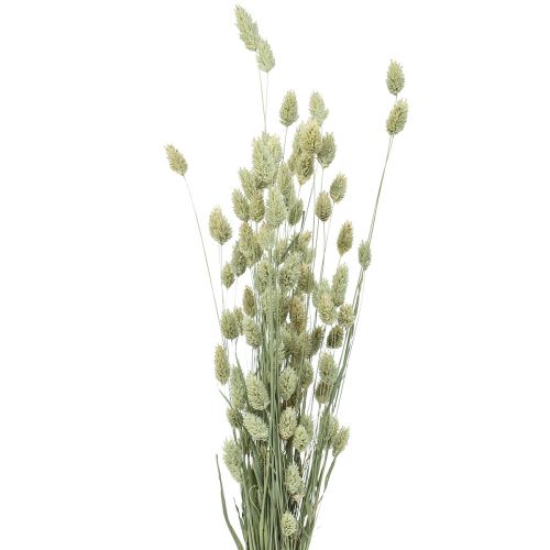 Floristik24 Trawy suszone Phalaris susz florystyczny suchy naturalny 55cm 80g