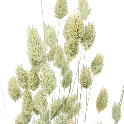 Floristik24 Trawy suszone Phalaris susz florystyczny suchy naturalny 55cm 80g