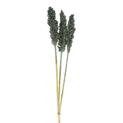 Produkt Kwiaty suszone sorgo proso niebiesko-zielone sucha florystyka 72cm 3 szt