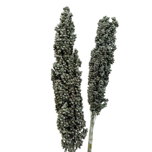Produkt Kwiaty suszone sorgo proso niebiesko-zielone sucha florystyka 72cm 3 szt
