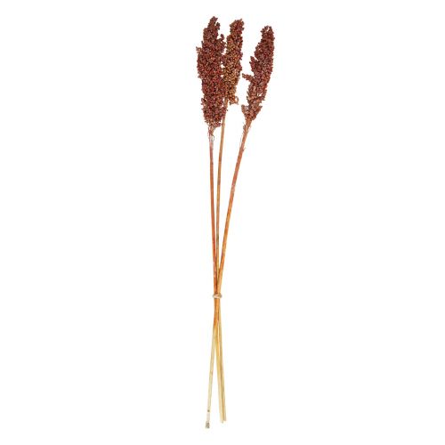 Floristik24 Suszone Kwiaty Sorgo Jaglane Pomarańczowe Suszone Kwiaty 70cm 3szt
