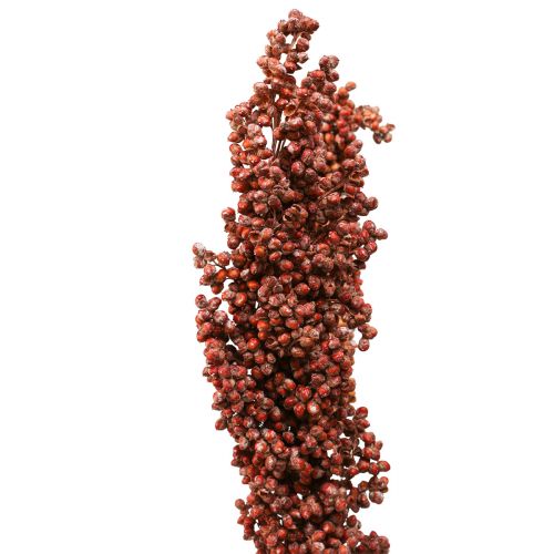 Floristik24 Suszone Kwiaty Sorgo Jaglane Pomarańczowe Suszone Kwiaty 70cm 3szt