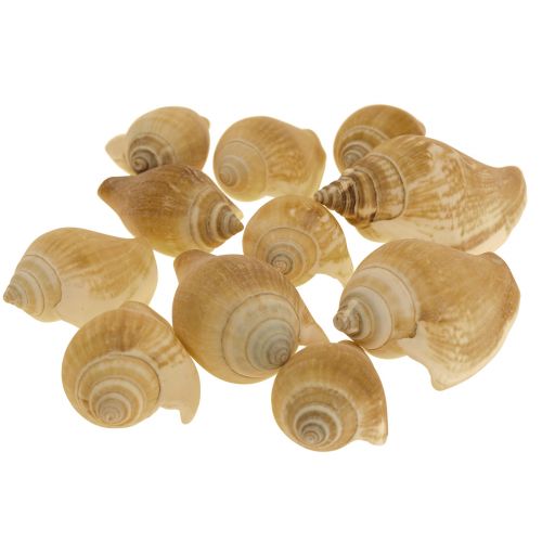 Floristik24 Muszle Ślimaka Deco Ślimak Morski Brązowy Biały 3,5-5cm 250g