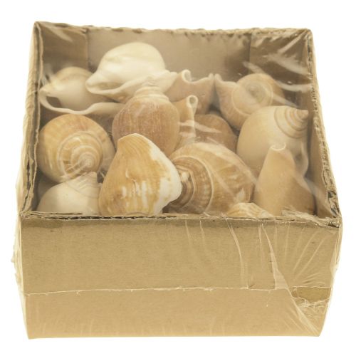 Floristik24 Muszle Ślimaka Deco Ślimak Morski Brązowy Biały 3,5-5cm 250g