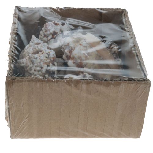 Floristik24 Muszle ślimaków deco ślimaki morskie naturalne 5,5-7,5cm 250g