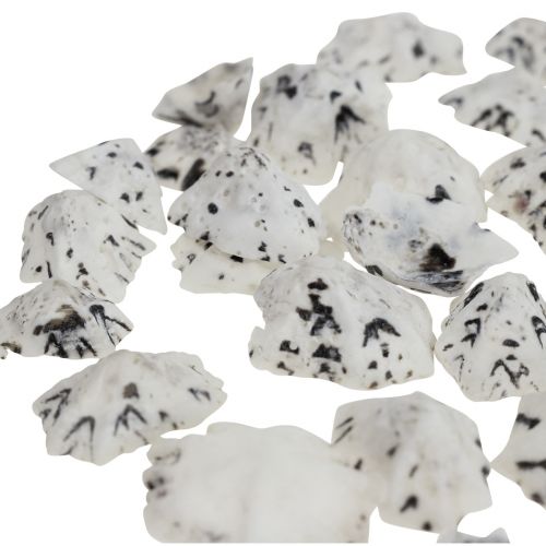Floristik24 Shell Deco Muszle Biały Czarny Mały 1-2,5cm 250g