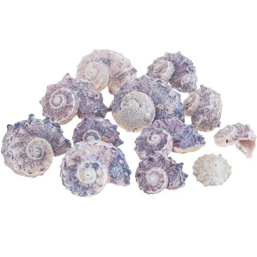 Floristik24 Muszle Ślimaków Deco Ślimaki Morskie Fioletowy Biały 3-6cm 250g