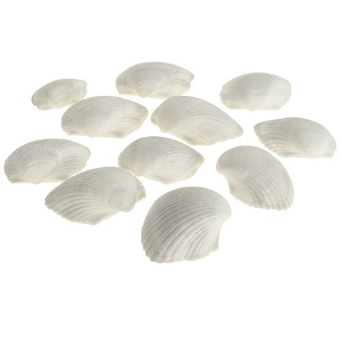 Shell Deco Białe Muszle Małże puste 5cm 250g