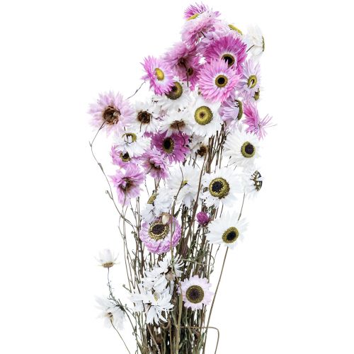 Floristik24 Suszone Kwiaty Białe Różowe Słomkowe Kwiaty 40-45cm 30g