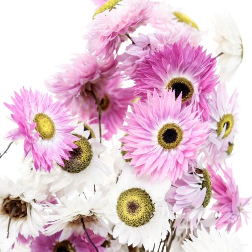 Floristik24 Suszone Kwiaty Białe Różowe Słomkowe Kwiaty 40-45cm 30g