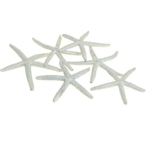 Floristik24 Rozgwiazda Srebrna Dekoracja Morska Rozgwiazda Dekoracja Letnia 7,5cm 10 szt