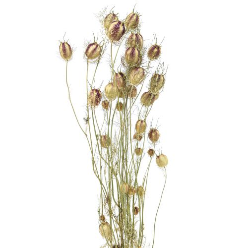 Floristik24 Nigella susz kwiat Jungfer im Grünen sucha florystyka 24-45cm 20g