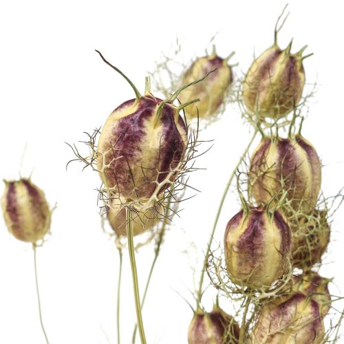 Floristik24 Nigella susz kwiat Jungfer im Grünen sucha florystyka 24-45cm 20g