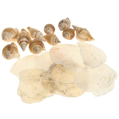 Produkt Capiz małże dekoracja z muszli ślimaka morski brąz biały 600g