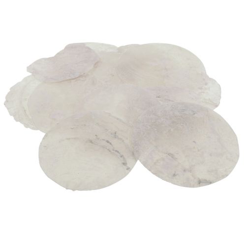 Floristik24 Capiz muszle krążki z masy perłowej dekoracja morska Ø7cm 600g
