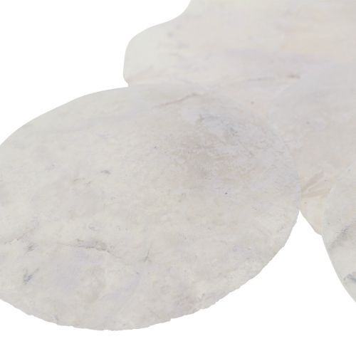 Floristik24 Capiz muszle krążki z masy perłowej dekoracja morska Ø7cm 600g